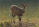 Bushbuck