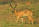 Common Reedbuck