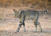 African Wild Cat