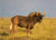 Black Wildebeest