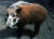 Bushpig