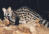 Genet