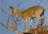 Klipspringer
