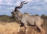 Kudu