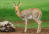 Mountain Reedbuck