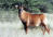 Roan Antelope