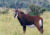 Sable Antelope