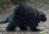 Porcupine