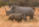 Rhino