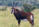Sable Antelope
