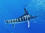 Black & Striped Marlin