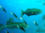 Elf – Also known as Bluefish