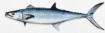Queen Mackerel