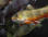 Rainbow Trout