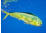 Dorado – Also known as Dolphinfish