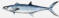 Queen Mackerel