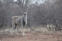 Alldays Safari Lodge - Limpopo, South Africa